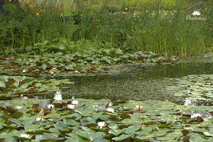 Vijveronderhoud in juli