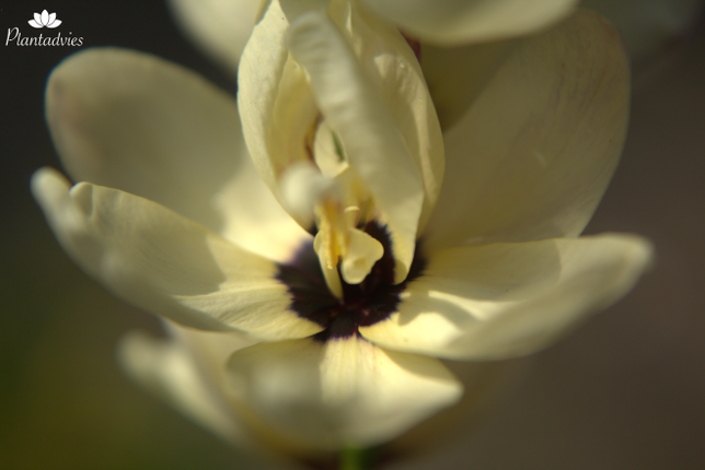 Ixia abbreviate - Afrikaanse korenlelie