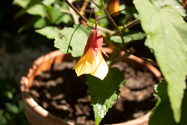 Abutilon Kentisch Belle - Abutilon