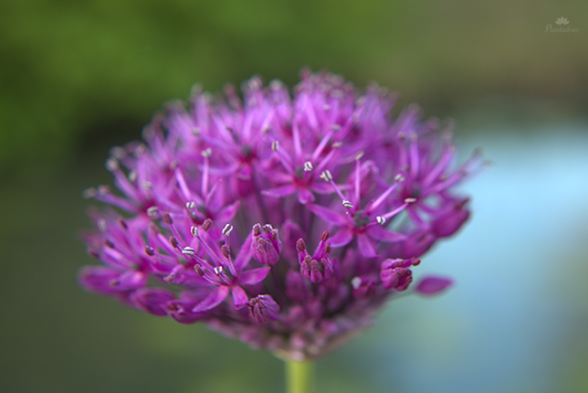 Allium hollandicum `Purple Sensation` - Sierui