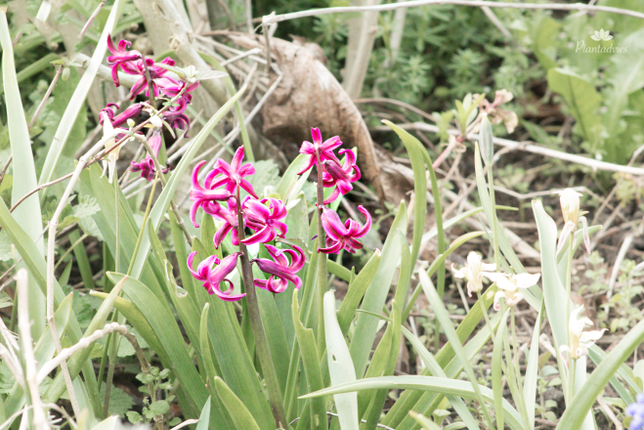 Hyacinthus - Hyacint