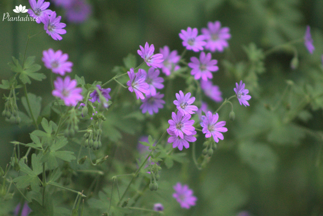 Geranium pyrenaicum - Bermooievaarsbek