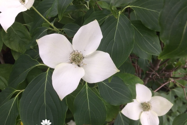 Cornus kousa China Girl - Japanse Kornoelje