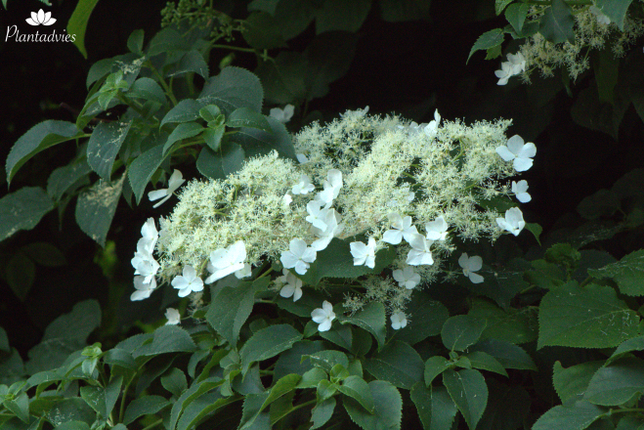 Hydrangea anomala petiolaris - Klimhortensia