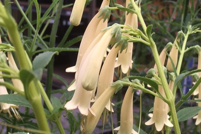 Phygelius Yellow Sovereign - Kaapse fuchsia
