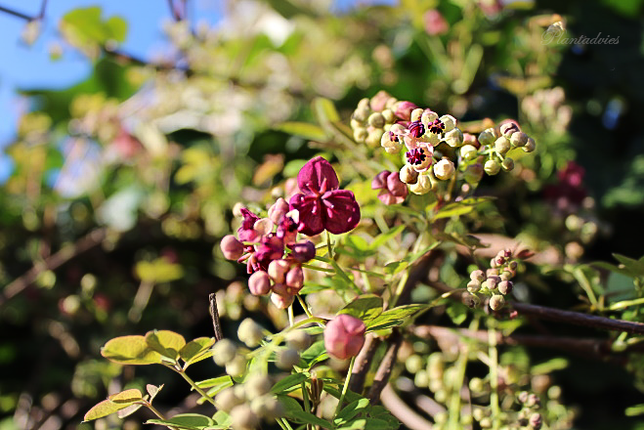 Akebia quinata - Klimbes - Schijnaugurk, Chocoladewingerd