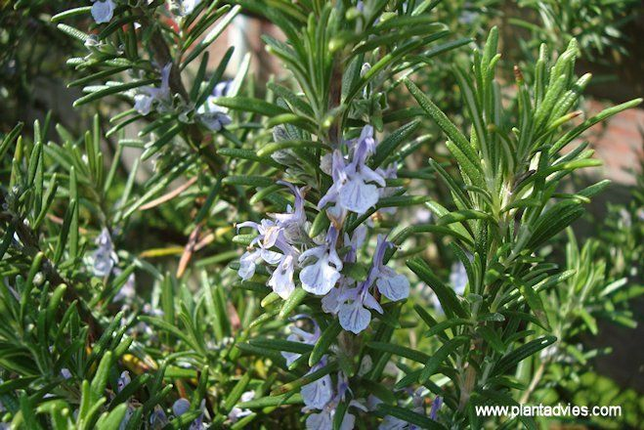 Rosmarinus officinalis `Capri` - Rozemarijn