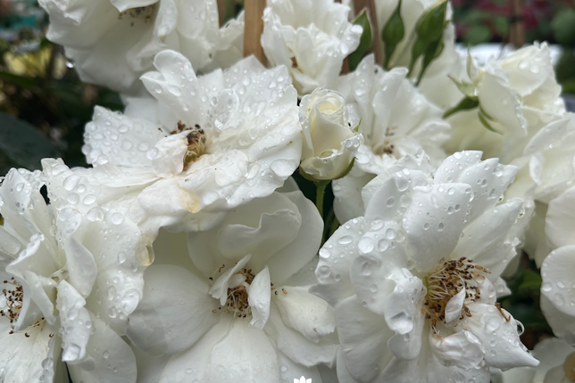 Rosa Climbing Iceberg - Klimroos
