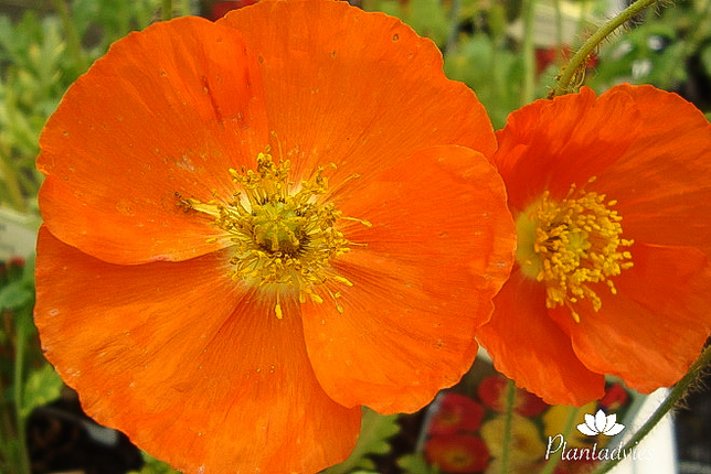 Papaver nudicaule Gartenzwerg - IJslandse papaver