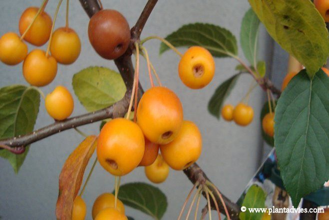 Malus Professor Sprenger - Sierappel