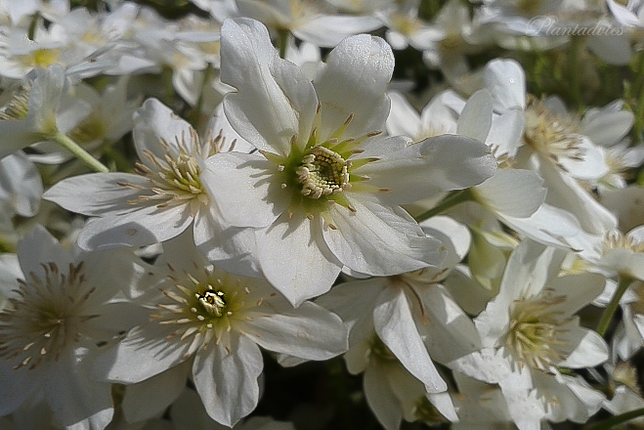 Clematis Evergreen Tai Yang - Bosrank