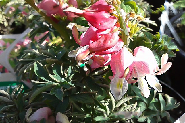 Dicentra - Gebroken hartje