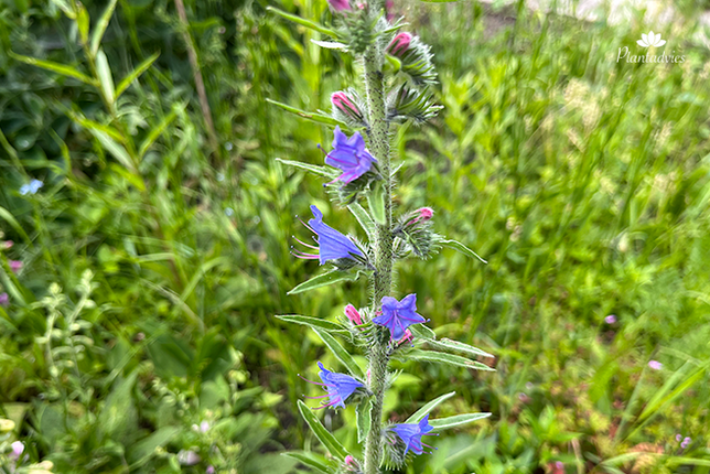 Echium vulgare - Gewoon slangenkruid