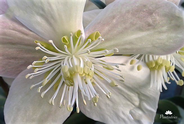 Helleborus x ballardiae `HGC Maestro` - Kerstroos - Nieskruid