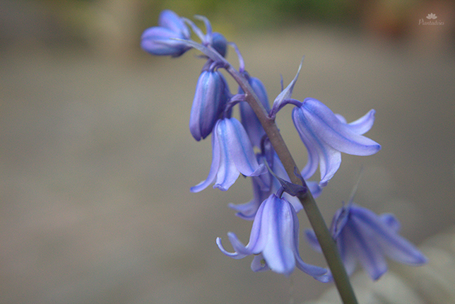 Hyacinthoides non-scripta - Boshyacint