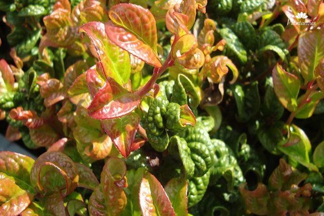 Leucothoe axillaris Curly Red - Druifheide