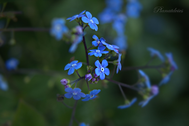 Brunnera macrophylla - Kaukasisch vergeet - mij - nietje