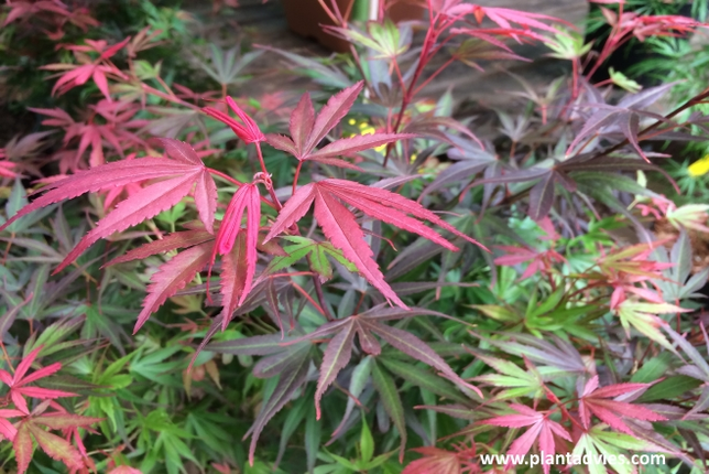 Acer Palmatum Shaina - Japanse Esdoorn