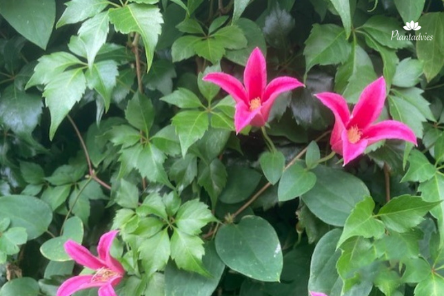 Clematis Princess Diana - Clematis