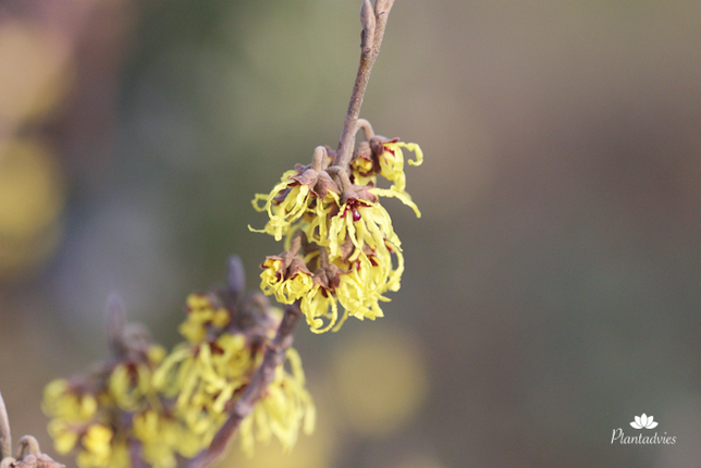 Hamamelis mollis - Toverhazelaar