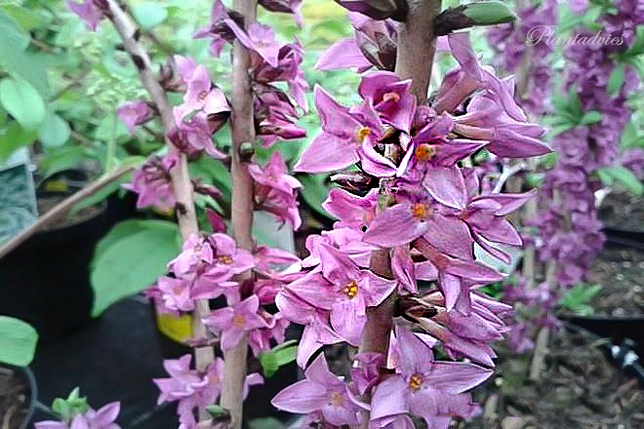 Daphne mezereum - Peperboompje