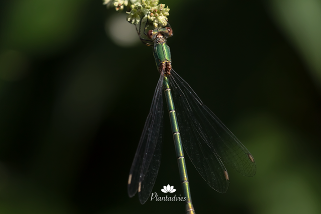Lantaarntje - Ischnura elegans