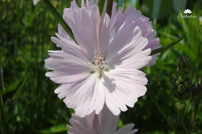 Sidalcea Elsie Heugh - Griekse malva