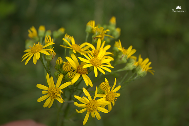 Jacobaea vulgaris - Jacobskruid