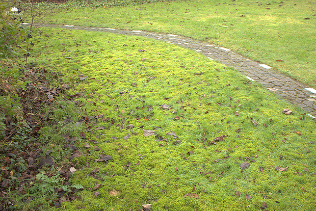 Gazononderhoud in december