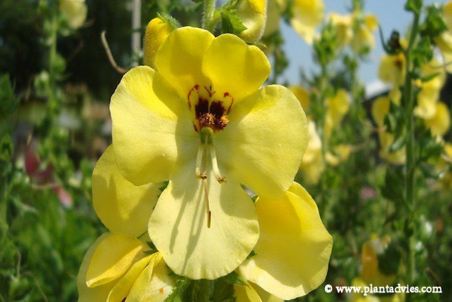 Verbascum nigrum - Zwarte toorts