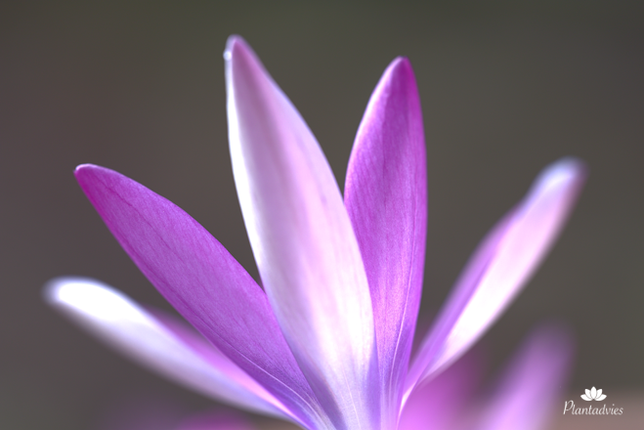 Crocus - Krokus