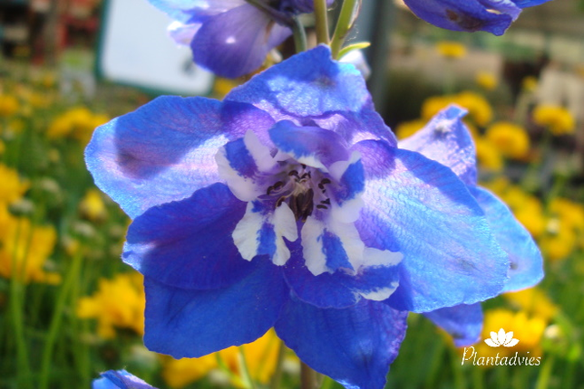 Delphinium Magic Fountains - Ridderspoor