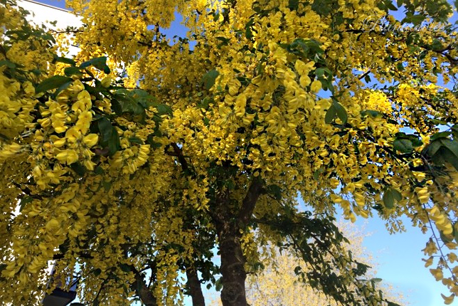 Laburnum anagyroides - Goudenregen
