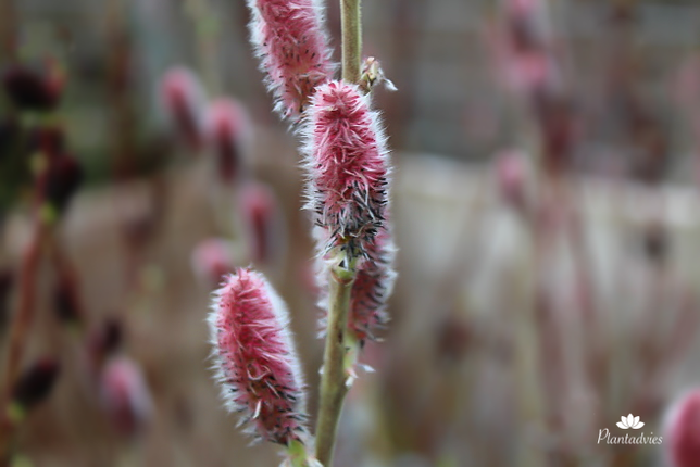 Salix gracilistyla `Mount Aso` - Wilg