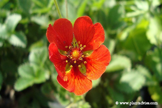 Potentilla Gibson`s Scarlet - Ganzerik