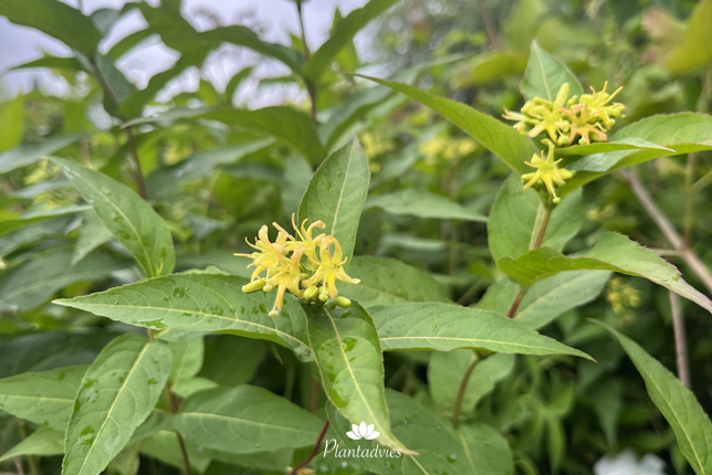 Diervilla sessilifolia Butterfly - Boskamperfoelie