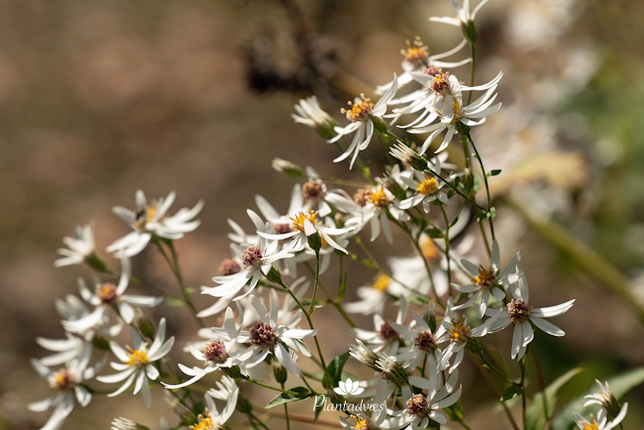 Eurybia divaricata - Sneeuwaster