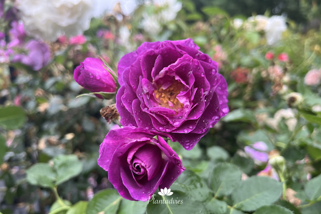Rosa Minerva - Roos