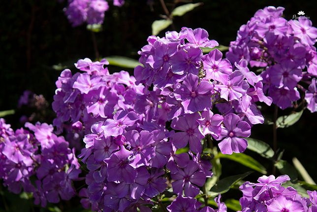 Phlox Maculata - Vlambloem