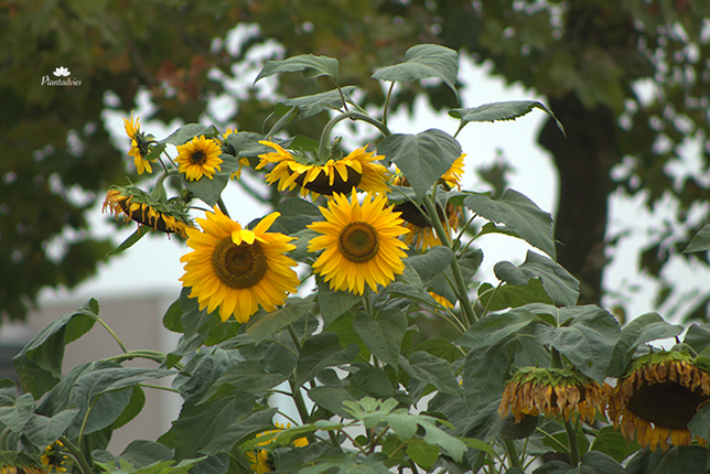 Helianthus annuus - Zonnebloem