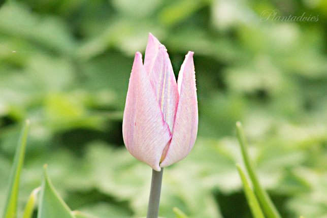 Tulipa - Tulp