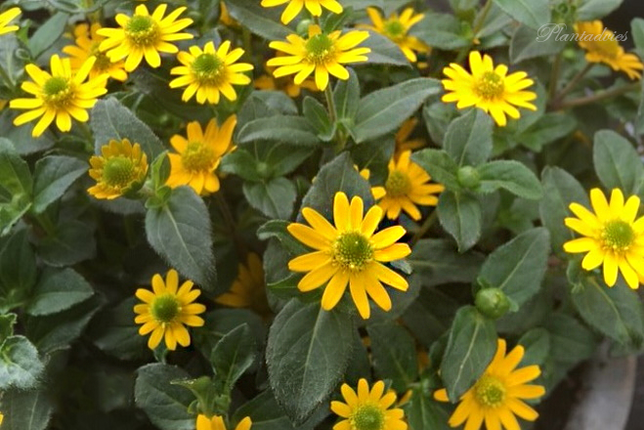 Sanvitalla procumbens - Kruipende Zinnia