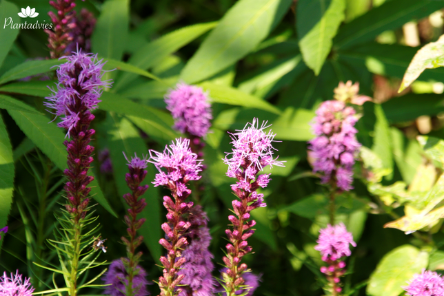 Liatris spicata - Lampenpoetser