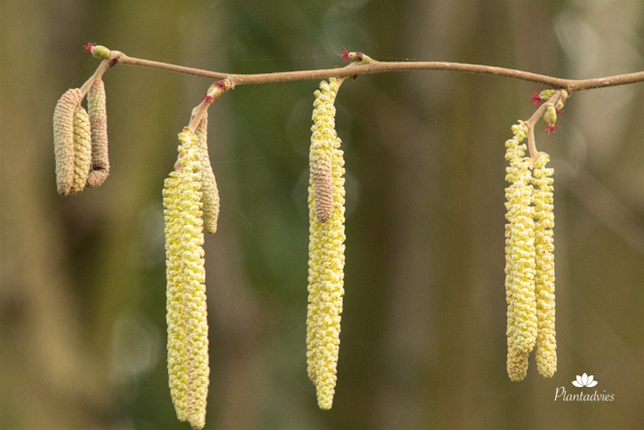 Corylus avellana - Gewone Hazelaar