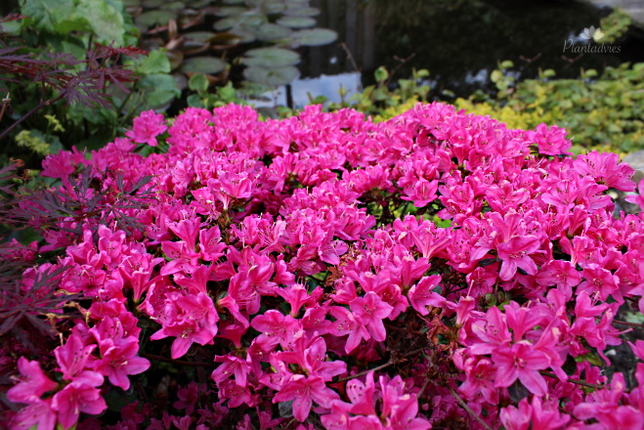 Rhododendron Gorbella - Rododendron