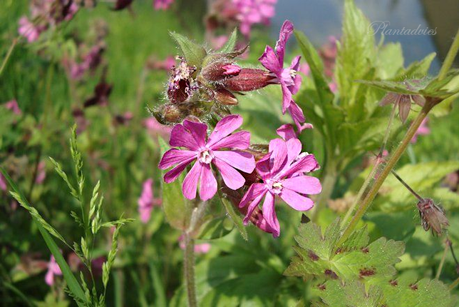 Silene dioica - Dagkoekoeksbloem