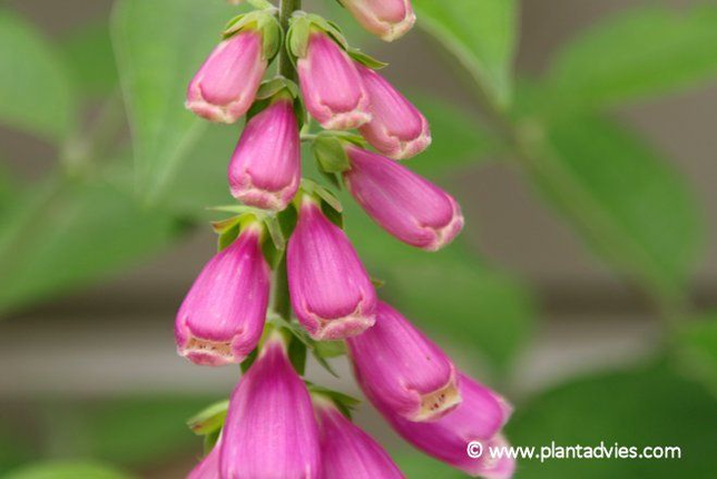 Digitalis - Vingerhoedskruid
