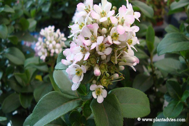 Escallonia leavis pink elle - Escallonia