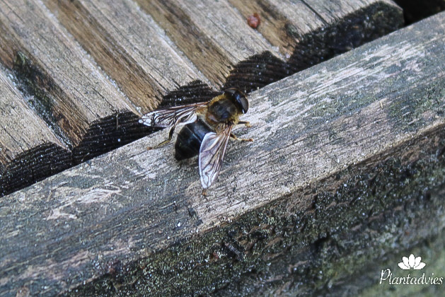 Kegelbijvlieg - Eristalis pertinax
