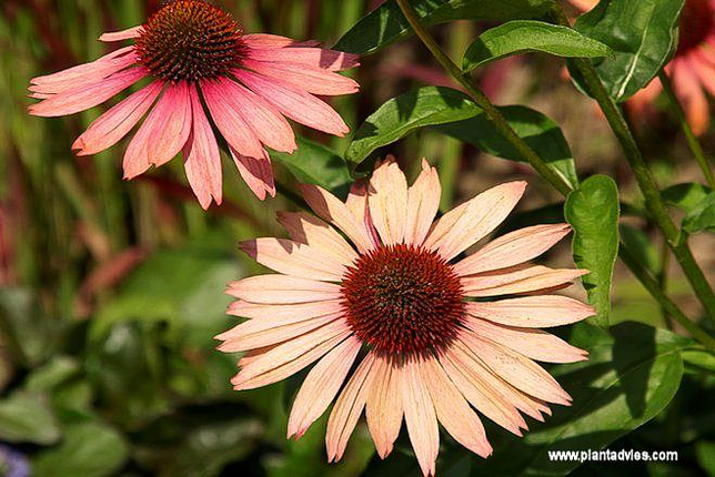 Echinacea Purpurea Hot summer - Zonnehoed